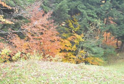 Busteni-Teren intravilan situat in Valea Alba in apropiere de partie - 6
