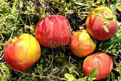 Livada+gradina, teren intravilan 2902mp, Damienesti-Bacau... - 5