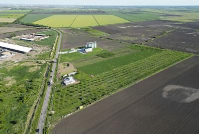 Livada de nuci ?i pruni 2.4ha in Varia?u Mare Livada de nuci ?i pruni 2.4ha in Varia?u Mare - 12