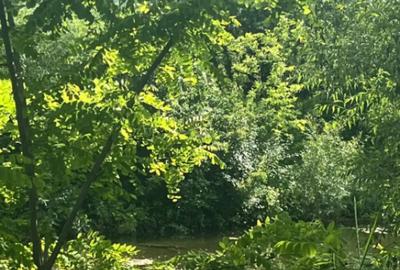 Teren de 10000 mp, în Vicovu de Sus - 7