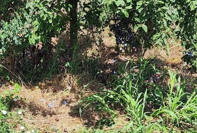 Casă cu Teren 2894 Mp în Segarcea-Vale