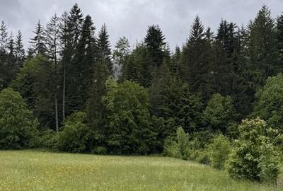 Teren de 1000 mp, în Putna - 3