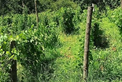 Teren de 2500 mp, în Dealu Cucului - 10