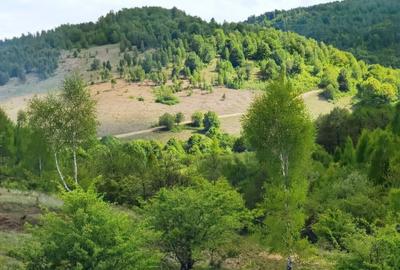 25.000 mp TEREN IDEAL AFACERE TURISM – AMENAJARE LAC DE PESCUIT, CIUCEA - CLUJ - 31