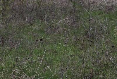 Teren de 3500 mp, în Vișan