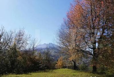 Teren de 2500 mp, în Ceahlău - 3