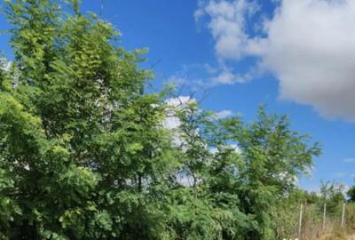 Teren de 1000 mp, în Mărășeni - 3