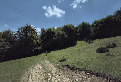 Teren - padure Teliu - Bradet - 4