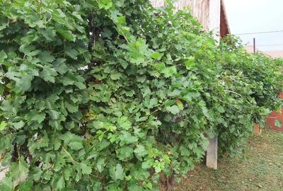 Vand casa Irato?u - 1