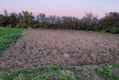 Teren intravilan Plataresti 1500mp - 2