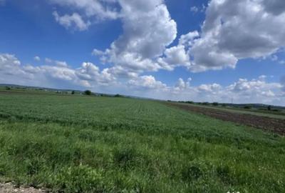 Teren de 10000 mp, în Rădăuți - 2