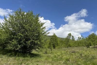 Teren de 1000 mp, în Nucșoara - 3