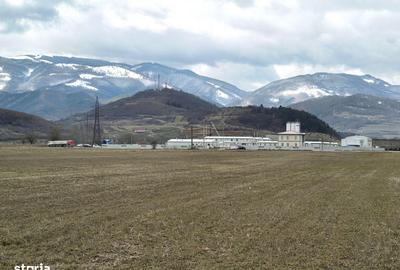 Teren de 2800 mp, în Turnu Roșu
