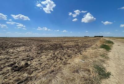 Vand terenuri in zona Frumusani / Buciumeni / Budesti jud. Calarasi - 5