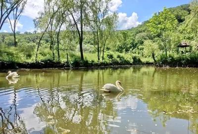 Pensiune cu restaurant si teren generos  langa Sighisoara - 10