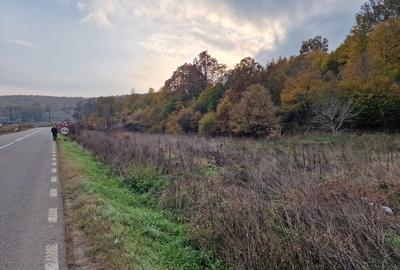 Teren în Moinești - 6