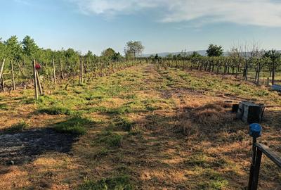 Spațiu comercial, în Putna - 8