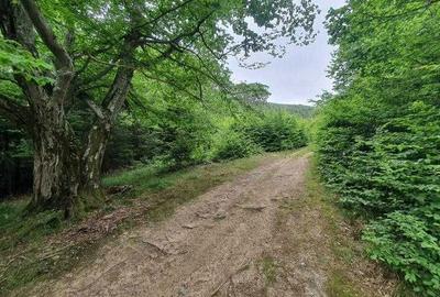 Spațiu comercial, în Central - 2