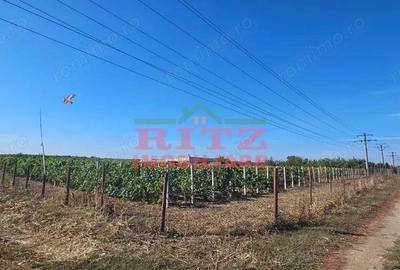 OFERTA!!! FERMA POMI FRUCTIFERI,VITA DE VIE,TEREN ARABIL SI HALA, FARCASELE 56.800 MP !!! - 6