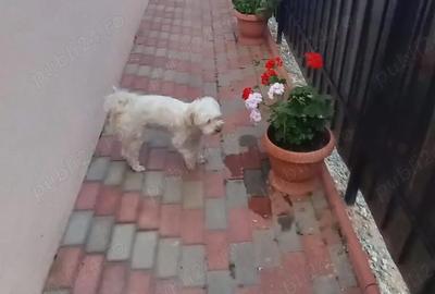 Casă cu 6 camere cu Teren 160 Mp în Costinești - 3