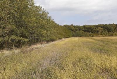 Teren intravilan inconjurat de padure - Ciofliceni, Snagov - 12