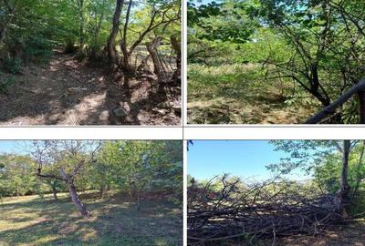 Teren Buciumeni, ID: R2431873 - 2