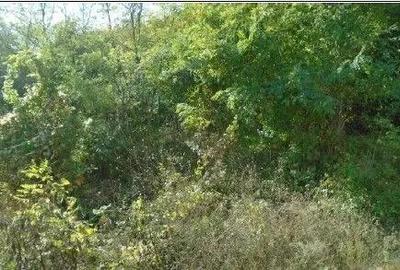 Teren extravilan Tamboesti ; ID: R2832805 - 6