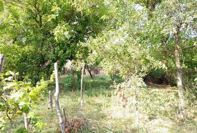 Casă cu Teren 1151 Mp în Ciuchici - 6