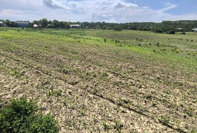 Teren de 1800 mp, în Zăicești - 2