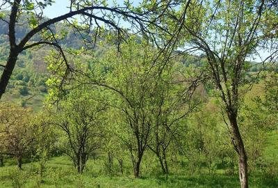 Teren intravilan si cladire in Apuseni, Blajeni, Hd - 10