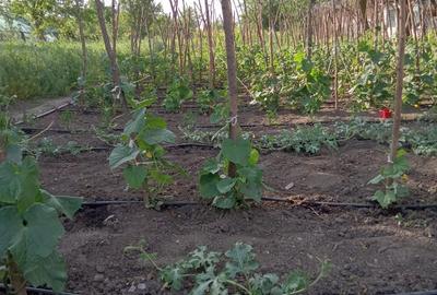 Vand casa comuna Baneasa, Giurgiu - 5