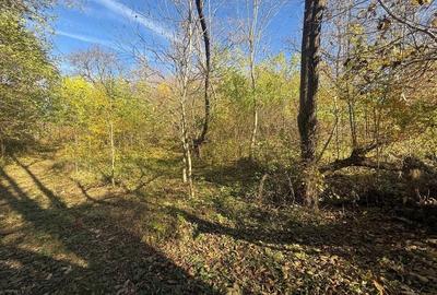 Teren langa pădure 6400mp-casa demolabile-deschidere 35 ml - 5