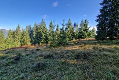 Teren Construcții intravilan de 9908 mp, în Dorna-Arini - 2