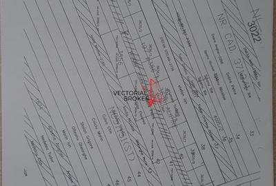 Vanzare teren intravilan Branesti Ilfov - 3