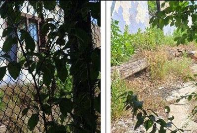 Casă cu 1 camere cu Teren 1200 Mp în Cucuruzu