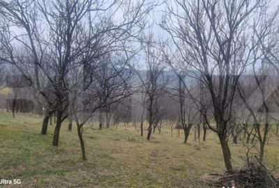 Teren în Schiulești - 4