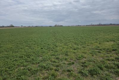 Spațiu comercial, în Dacia - 2