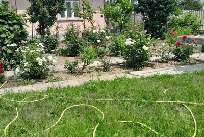 Casă cu 3 camere în Cobadin - 5