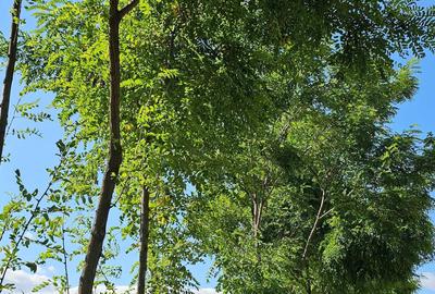 Teren de 140000 mp, în Arva - 2