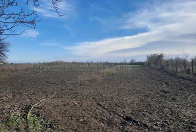 Casă cu 4 camere cu Teren 4870 Mp în Viziru - 1