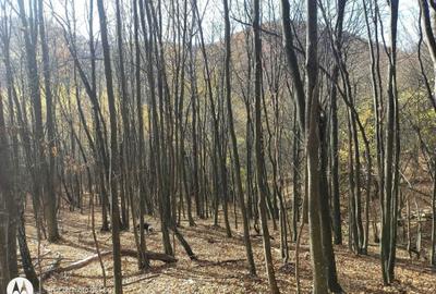 Teren de 35000 mp, în Borod - 5