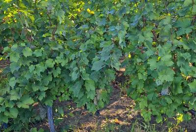 Galati Beresti - De vanzare 1 hectar plantatie de vita de vie si casa cu utilitati - 13