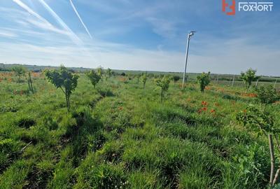 Teren agricol extravilan de 3500 mp, în Remetea Mare - 8