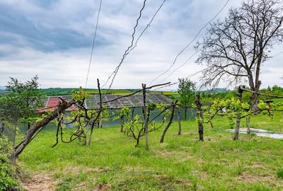 Teren Construcții de 13434 mp, în Ardeoani - 5