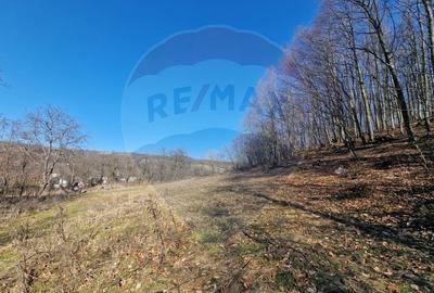 Teren Construcții intravilan de 4985 mp, în Sascut - 7