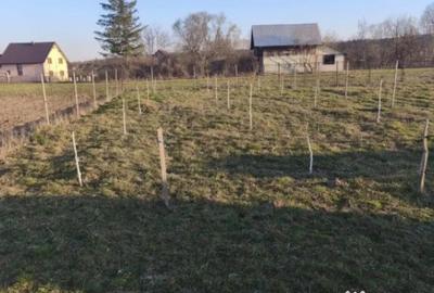 Casă cu 7 camere cu Teren 2500 Mp în Marginea - 12