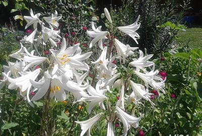 Casă cu 11 camere cu Teren 2200 Mp în Crișan - 15