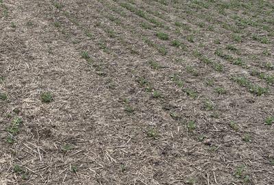 Teren de 660000 mp, în Vasilați - 1