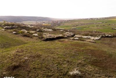 Spațiu comercial, în Betfia - 5