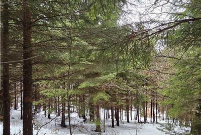 Spațiu comercial, în Poiana Brașov - 3